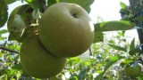 Lemoen-Apfel-1